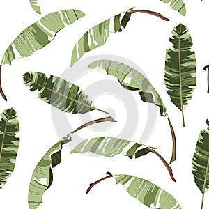 Seamless tropical pattern with banana palms leaves on white background.