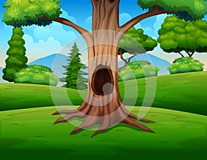 A big hollow tree in the middle of the nature