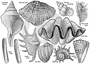 Shell collection, illustration, drawing, engraving, ink, line art, vector photo