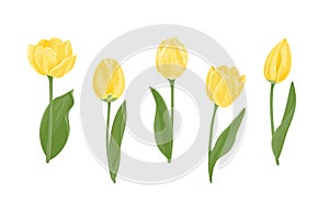 Set of yellow tulips of different shapes. Beautiful blooming spring flowers, buds, green leaves and stems isolated
