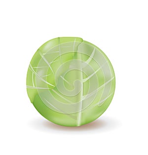 Green cabbage vegetable