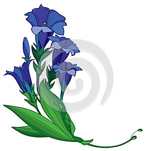 Vector corner bouquet of outline blue Gentiana or trumpet Gentian flower, bud and green leaf isolated on white background. photo