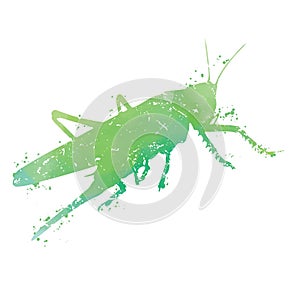 Grasshoper - watercolor texture on white background photo