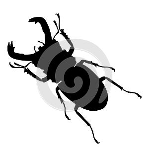 Rhinoceros beetle silhouette isolated on white background