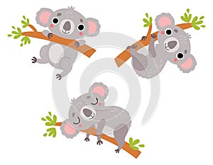 Cute koalas, vector character photo