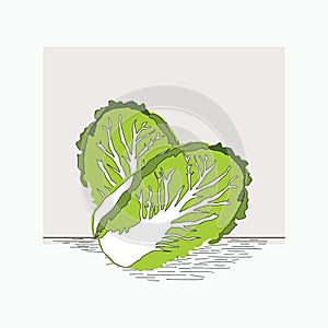 Chinese cabbage - hand drawn vector illustrations for foodlogo
