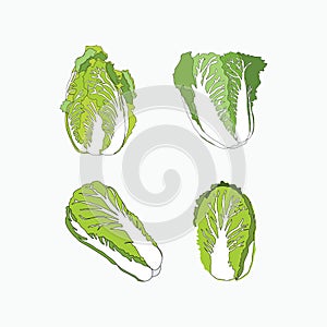 Chinese cabbage set - hand drawn vector illustrations for foodlogo