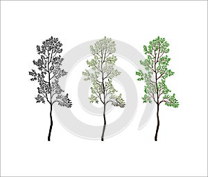 Young olive tree vector isolated on white