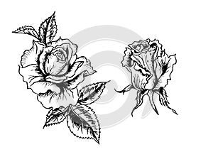 Roses, black and white graphic drawing