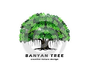 Banyan tree vector illustration isolated. ancient plant. photo