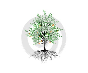 Orange fruits tree vector isolated on white