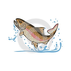 Illustration Rainbow Trout fish making splash