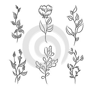 Floral Plant and botanical vector element photo
