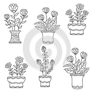 Floral Plant and botanical vector set photo