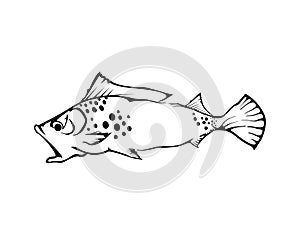 Fish hand drawn vector illustrations