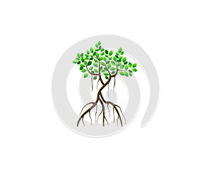 Mangrove tree logo design vector isolated on white photo