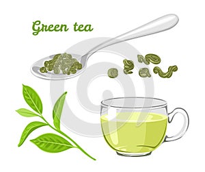 Green tea set. Branch of fresh green tea plants, dried leaves in a spoon, glass cup with a drink