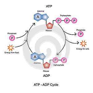ATP ADP Cycle. photo