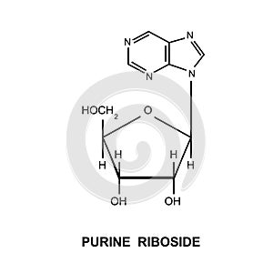 Purine Riboside photo