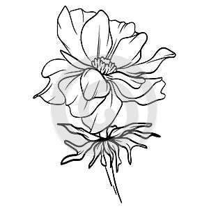 Cosmos flower sketch