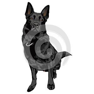 German Shepherd Dog vector illustration