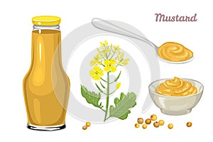 Mustard sauce set. Vector illustration of hot seasoning in cartoon flat style.