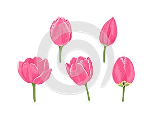 Pink tulips set. Heads of spring flowers isolated on white background. Buds and blooming tulips