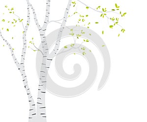 Birch Tree with deer and birds Silhouette Background for wallpaper sticker