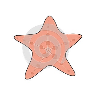 Pink starfish on white background.Illustration of strarfish.