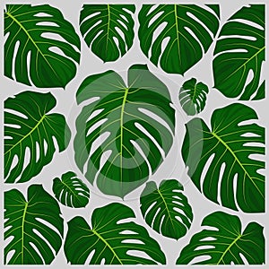 Monstera-punctulata Plant, monstera punctulata leaf