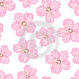 Sakura flowers seamless pattern. Pink blossoming cherry isolated on white background. Vector spring floral illustration.