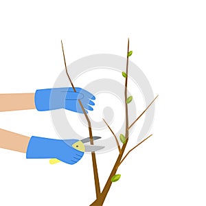 Tree pruning. Branches trimming