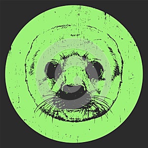 Portrait of Baby Fur Seal.