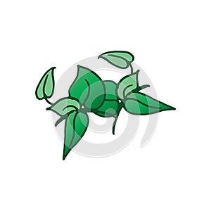 Green leaf with branch on white background. herb leaf. hand drawn vector. green outline. nature background. beautiful leaf. doodle