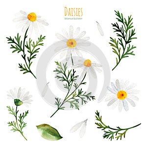Watercolor Summer collection with leaves,daisies flowers,branches