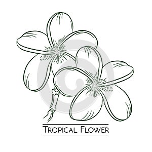 Tropical flower vector design in handrawn style photo