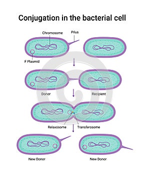 Vektor ilustrace z v bakteriální buňka 