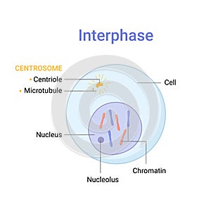 Vector illustration of Mitosis phase. Interphase photo