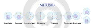 Vector illustration of Mitosis phases. Cell division