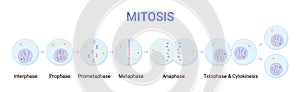 Vector illustration of Mitosis phases. Cell division photo