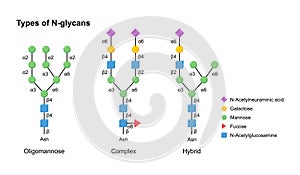 Vector types of N-glycans. Oligomannose, complex and hybrid. photo