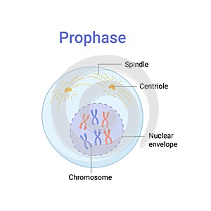 Vector illustration of Mitosis phase. Prophase