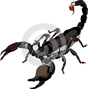 Black Scorpion Insect Animal Vector Illustration