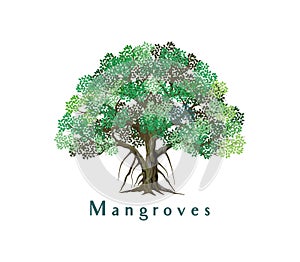 Mangrove tree vector illustration