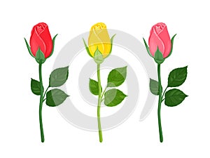 Rose buds are red, yellow and pink. Unblown garden flowers isolated