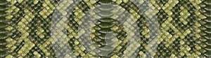 Python skin texture. Green tone colors snake pattern, ornament for textile fabric. Animal print