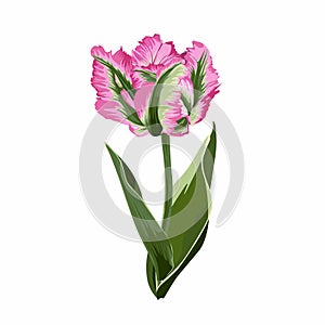 Spring striped green pink tulip isolated on white background. photo