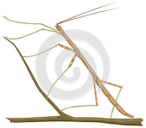 brown stick insect vector illustration transparent background