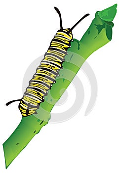 monarch caterpillar butterfly insect vector illustration transparent background