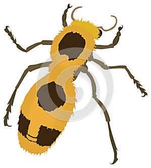 yellow fur insect vector illustration transparent background